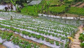 Overland Tour Round Trip Sumatra